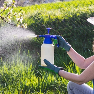 pest control spraying