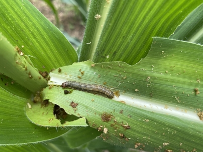 A close-up of a fall army worm crawling along a blade of grass. | Priority Pest & Mosquito Solutions