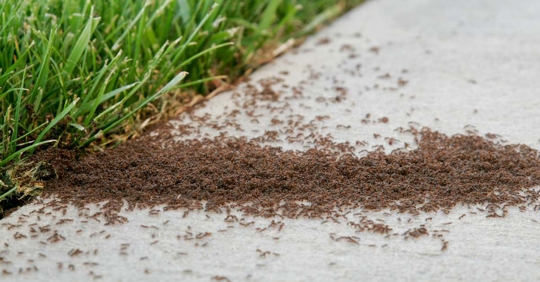 Ant infestation in the yard