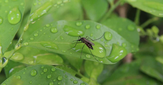 mosquito on a wet leaf