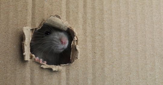 Cute rat looking through hole in cardboard sheet.