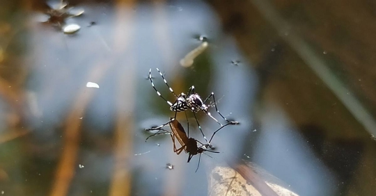 Aedes Mosquito on a Water Container