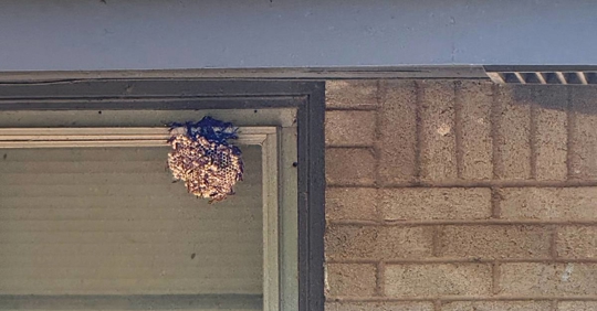paper wasp nest