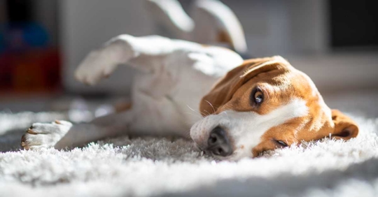 dog lying on a carpeted floor