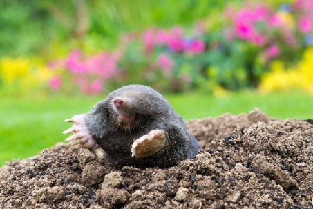 mole