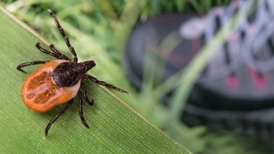 tick