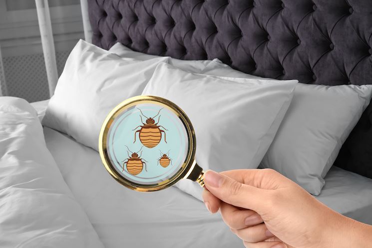 Types of Bed Bug Treatments | Priority Pest & Mosquito Solutions
