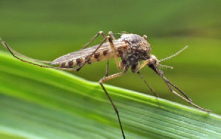 Oklahoma City Mosquito Prevention In Yards