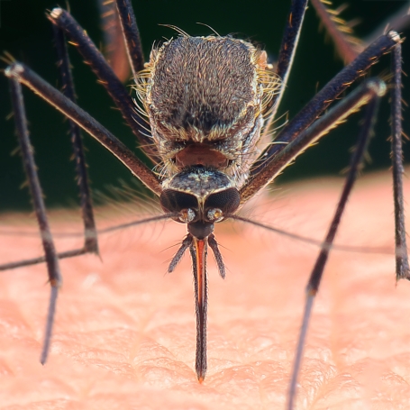 Without mosquito control, you backyard & eventually your house will be full of mosquitoes so call the exterminators today.