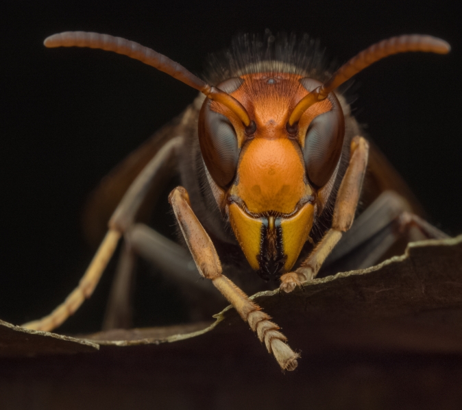 Wasps & Hornets are very territorial pests so you need to kill wasps & hornets as soon as possible to prevent an infestation.