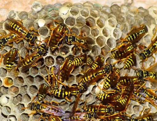 A closeup of bees on a nesting hive