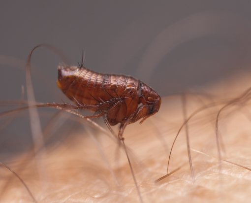 a closeup of a flea on human skin