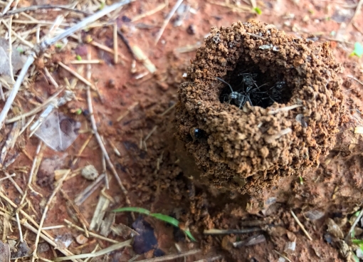an ant hole with two ants crawling out of the dark space