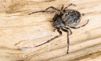 Our OKC pest control services include a spider exterminator to kill spiders at your home so get pest control services today.