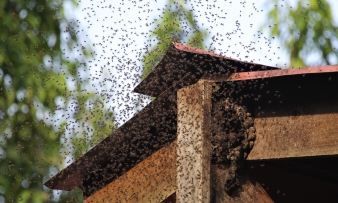 Swarm of Wasps