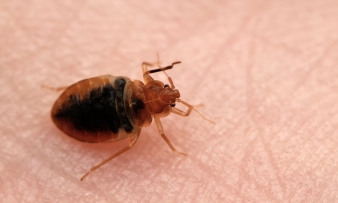 Bed Bug Pest Control Services OKC