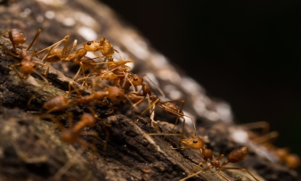 Our OKC pest control services include ant exterminators that know how to kill ants so get pest control services today.