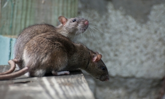mice exterminator okc