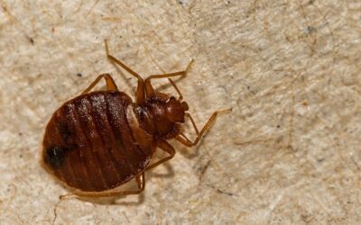 OKC Bed Bugs – What You Need To Know
