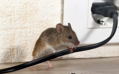 Why Mice In Your Home Is Bad