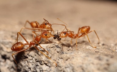 Fire Ants OKC