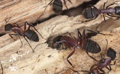Carpenter Ants Chewing On A Log