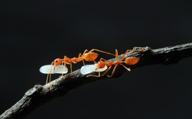Ants On A Stick