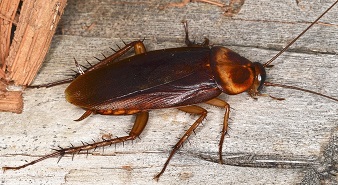Our OKC pest control services include a roach exterminator to kill cockroaches so get roach pest control services today.