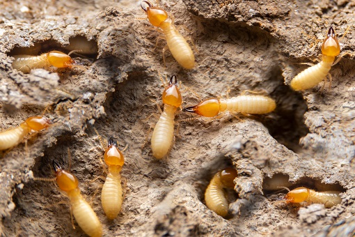 Termites Eating Wood OKC