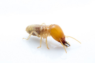 Singular Worker Termite
