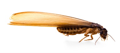 Singular Swarmer Termite