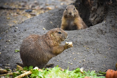 Two Gophers Eating