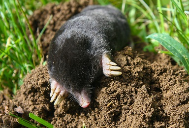 black ground mole in OKC