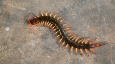 Full body of a centipede in OKC