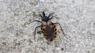 Full body of a kissing bug in OKC