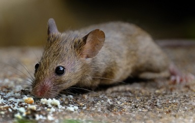 House Mouse Needs OKC Rodent Control