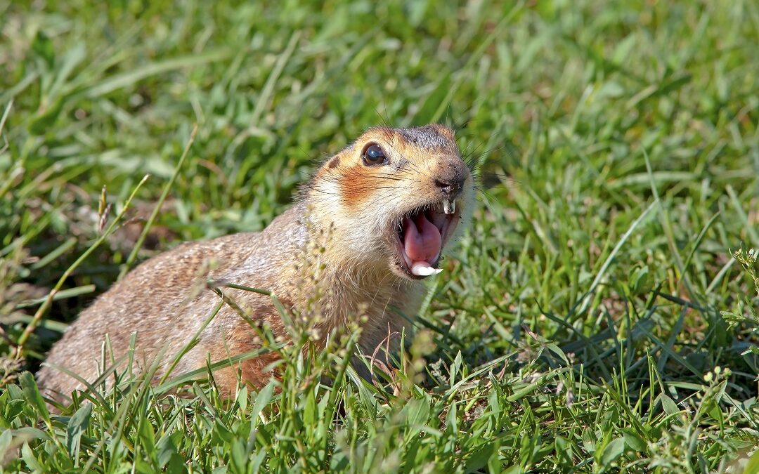How To Get Rid of Gophers Tearing Up Yard
