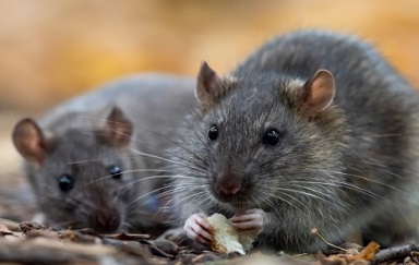 2 Grey Roof Rats Needing Rodent Control