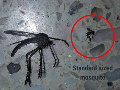 Fossils that prove that there are mosquitoes in Oklahoma