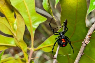 See a black widow, kill spider now by calling an exterminator from a pest control company to start spraying for spiders.