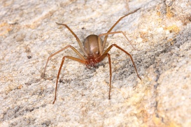 See a brown recluse, kill spider now by calling an exterminator from a pest control company to start spraying for spiders.