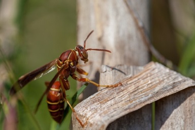 Kill wasps in OKC like Paper Wasps