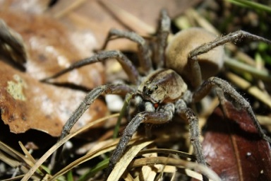 See a Wolf Spider, kill spider now by calling an exterminator from a pest control company to start spraying for spiders.