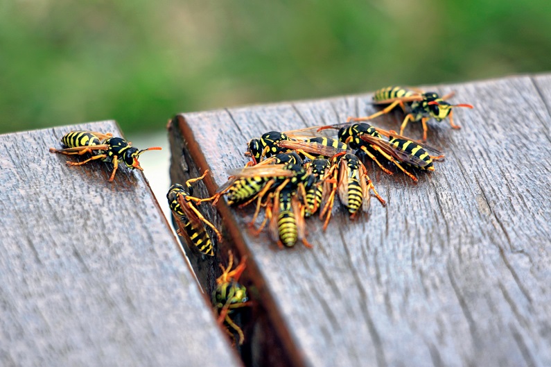 What’s the difference between yellow jackets and wasps, there are many & it affects how you spend your days outdoors in OKC