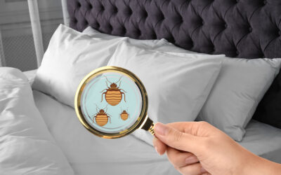 Types of Bed Bug Treatments