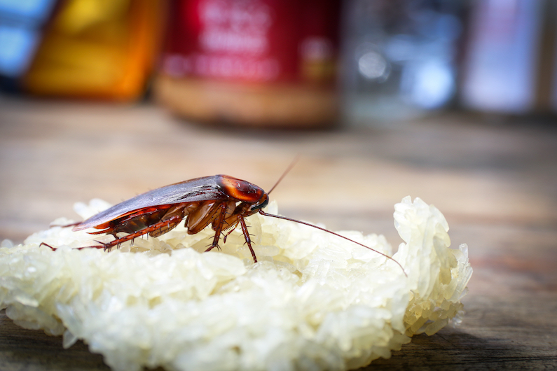 Campylobacteriosis, Salmonella, Dysentery, Giardia, Gastroenteritis, and Leprosy, are just a few diseases from cockroaches.
