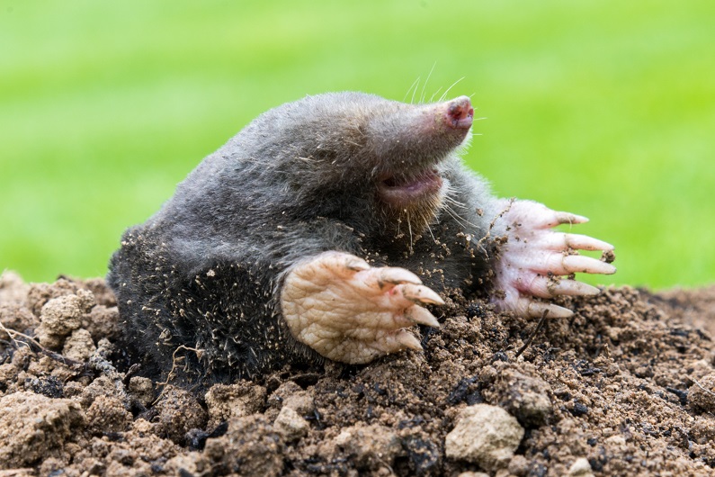 What Attracts Gophers & Moles To Yards