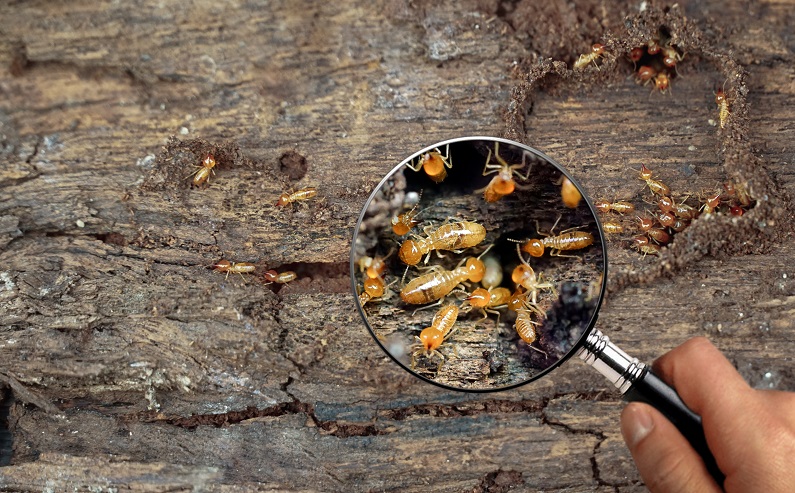 Once you know how to tell if you have termites, you can see if termites are invading your home & call pest control.