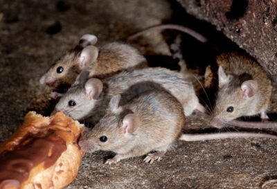 Priority Pest & Mosquito Solutions provides rodent control for mice by exterminating them before they damage your home.