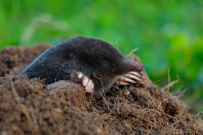 Moles will destroy your lawn & garden in their quest to find food so get rodent control for moles ASAP from Priority Pest.